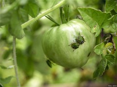 Cliente cambojano encomendou 2.000 litros de buprofezina 400g/L SC